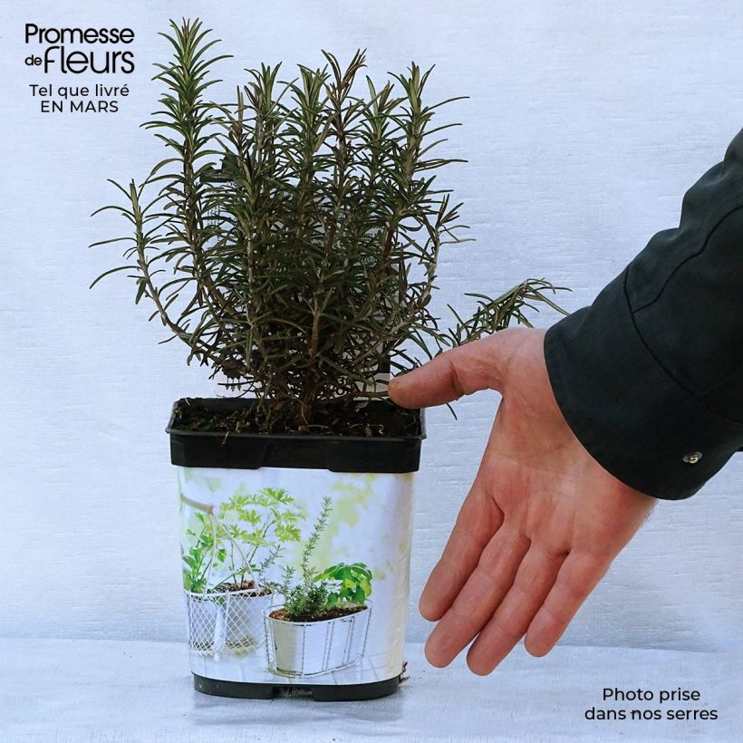 Amostra de Alecrim Bio plantas jovens - Rosmarinus officinalis Vaso de 1 L/1,5 L tal como entregue na primavera