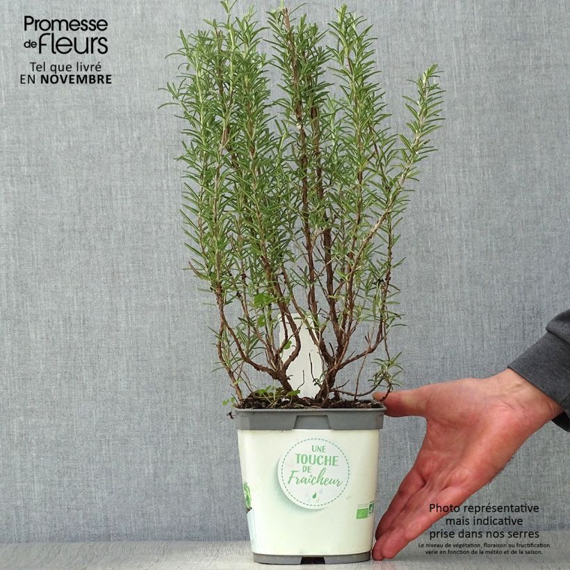 Amostra de Alecrim Bio plantas jovens - Rosmarinus officinalis Vaso de 1 L/1,5 L tal como entregue no outono