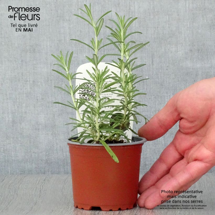 Amostra de Romarin officinal Bio - Rosmarinus officinalis en plants Bio Vaso de 10 cm/11 cm tal como entregue na primavera