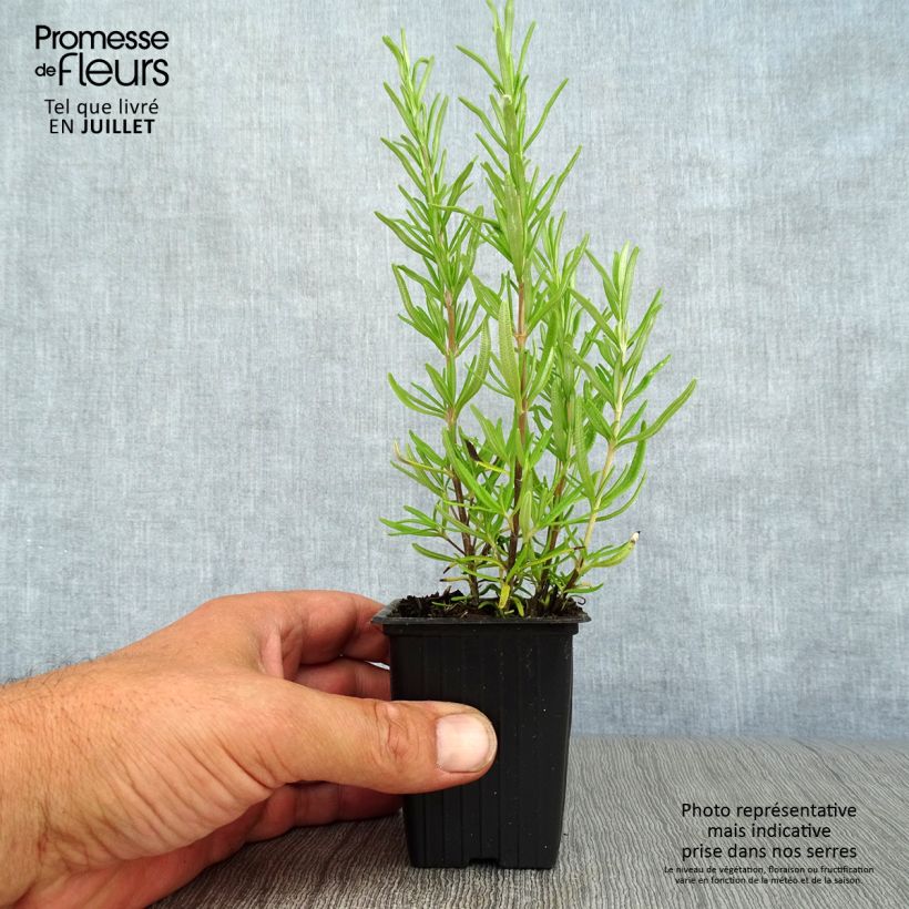 Amostra de Alecrim - Rosmarinus officinalis Vaso de 7/8 cm tal como entregue no verão