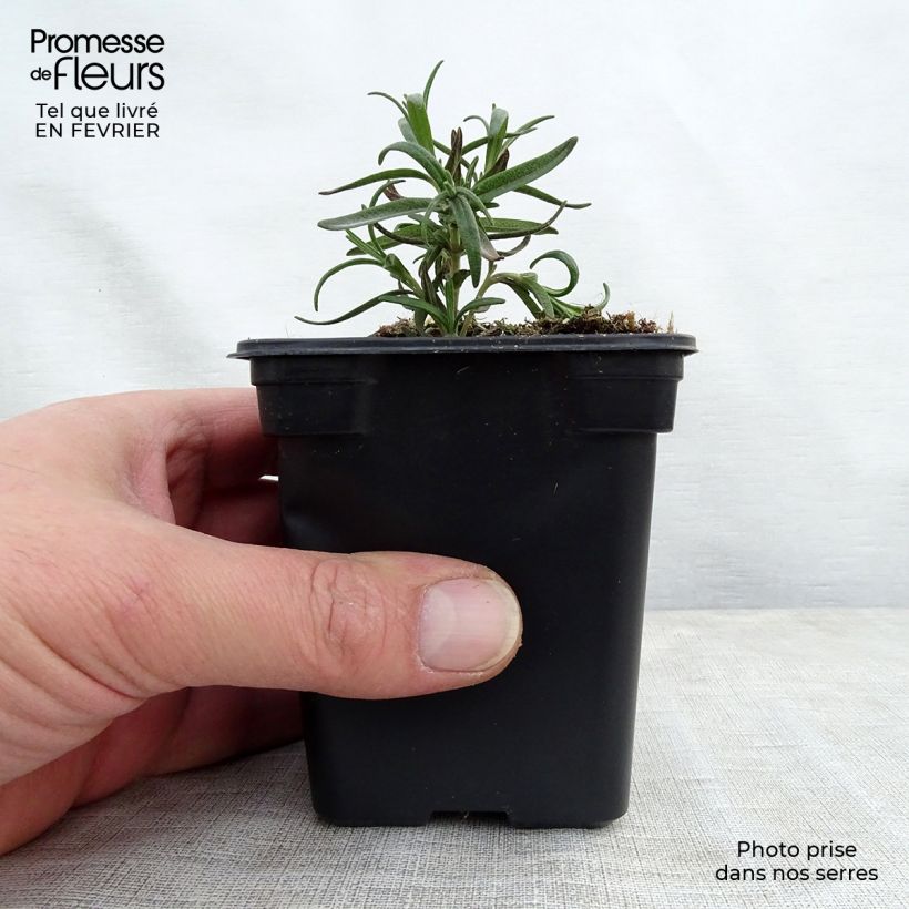 Amostra de Romarin officinal - Rosmarinus officinalis Vaso de 7/8 cm tal como entregue no inverno