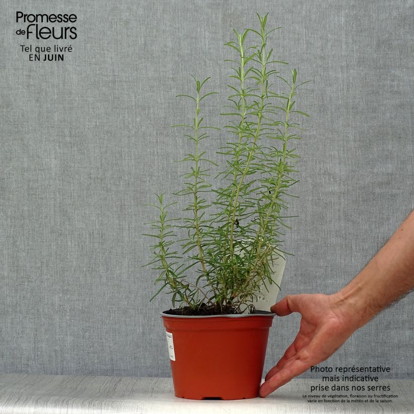 Amostra de Alecrim - Rosmarinus officinalis Vaso de 1 L/1,5 L tal como entregue no verão