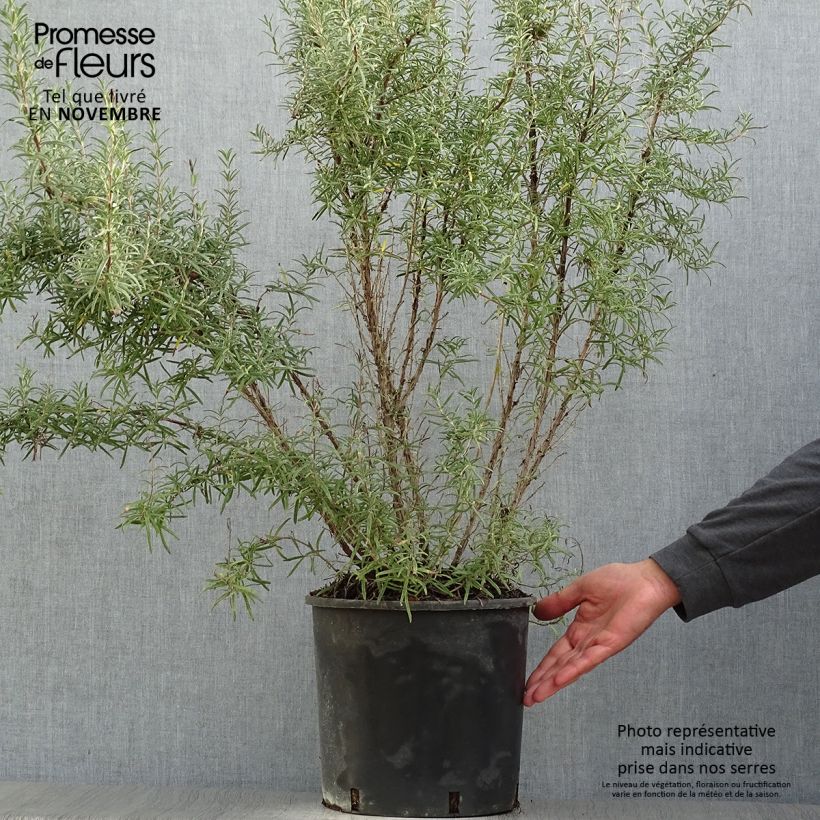 Amostra de Alecrim - Rosmarinus officinalis Vaso de 3 L/4 L tal como entregue no outono