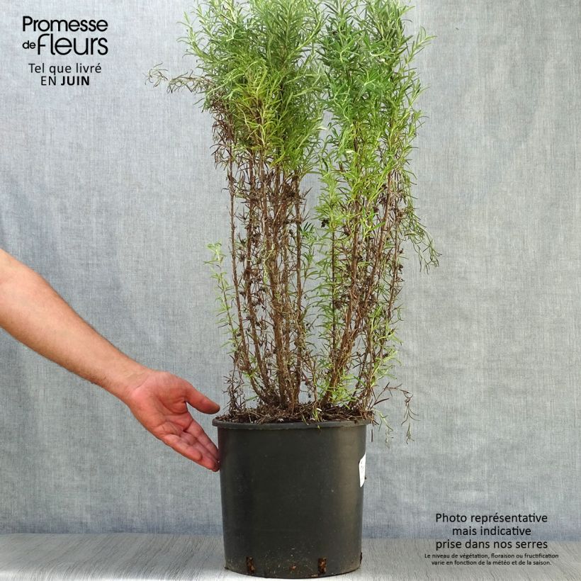 Amostra de Alecrim - Rosmarinus officinalis Vaso de 3 L/4 L tal como entregue no verão