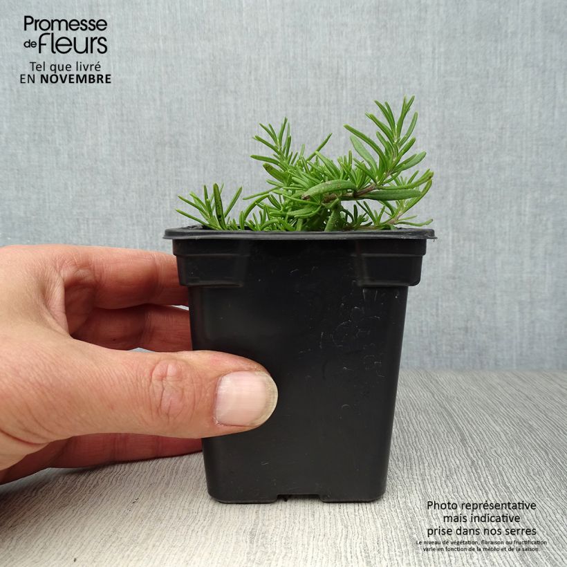 Amostra de Alecrim Prostratus Vaso de 7/8 cm tal como entregue no outono