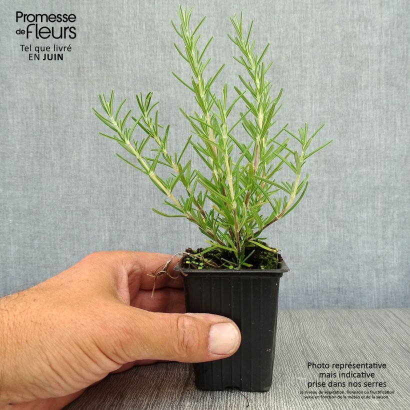 Amostra de Alecrim Prostratus Vaso de 7/8 cm tal como entregue no verão