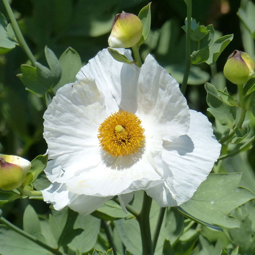 Romneya coulteri (Floração)
