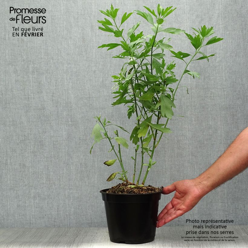 Amostra de Romneya coulteri Vaso de 2 L/3 L tal como entregue no outono