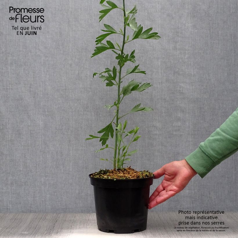 Amostra de Romneya coulteri Vaso de 2 L/3 L tal como entregue no verão