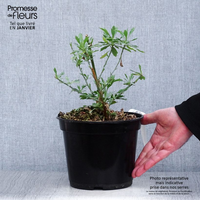 Amostra de Romneya coulteri - Pavot en arbre Vaso de 2 L/3 L tal como entregue no inverno