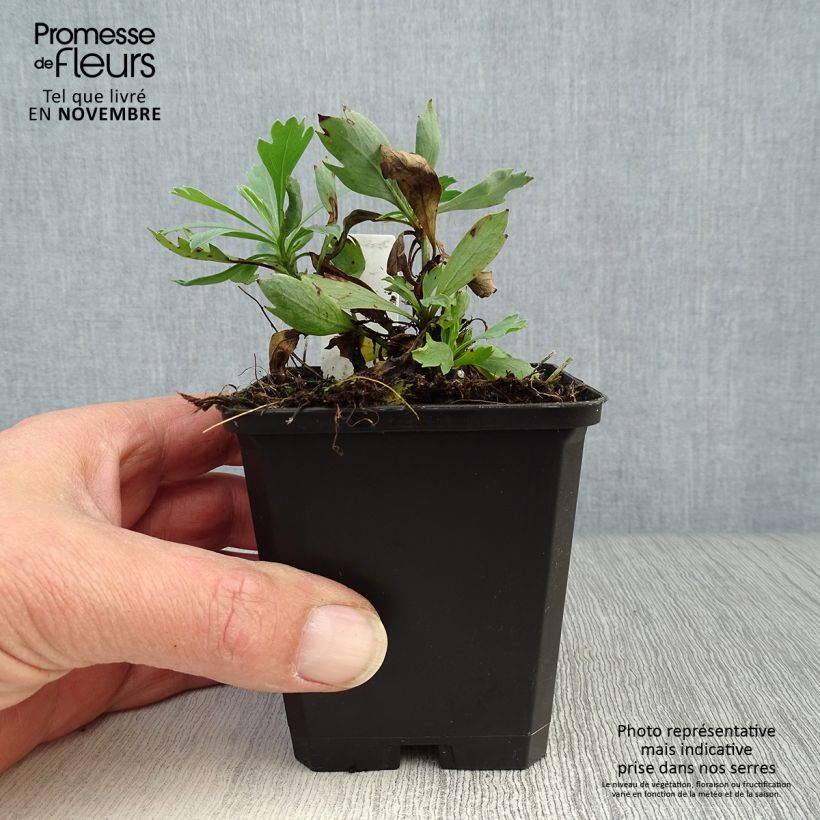 Amostra de Romneya coulteri Vaso de 8/9 cm tal como entregue no outono