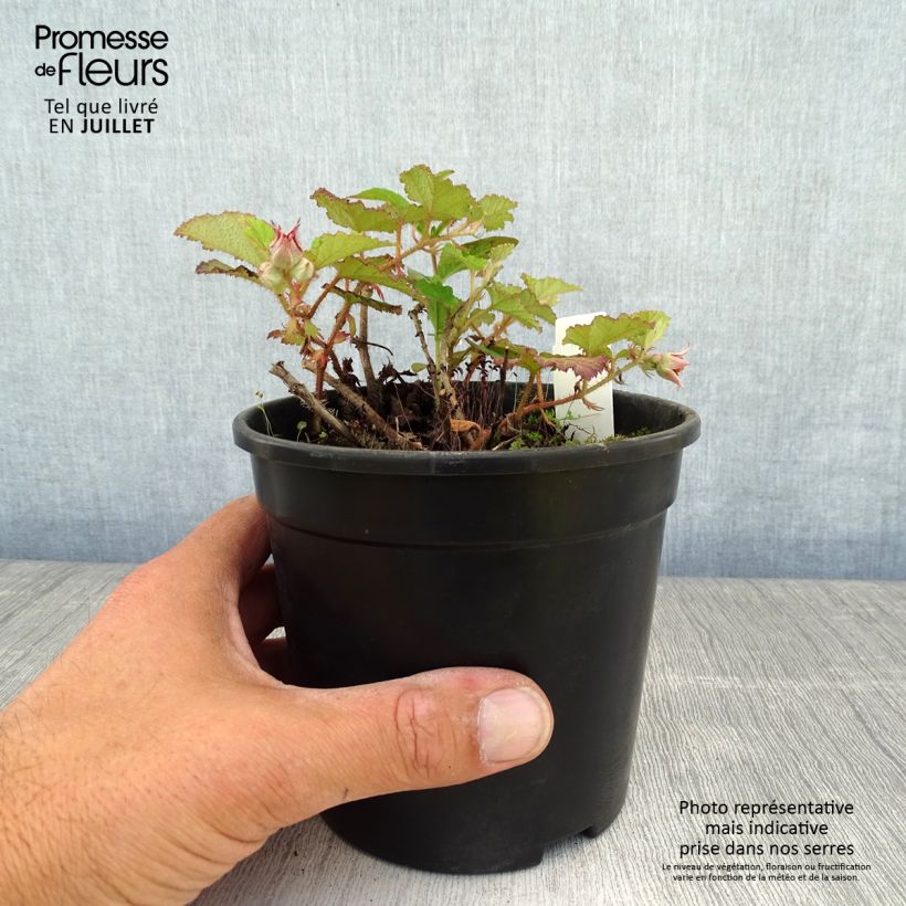 Amostra de Rubus tricolor Betty Ashburner Vaso de 1,5 L/2 L tal como entregue no verão