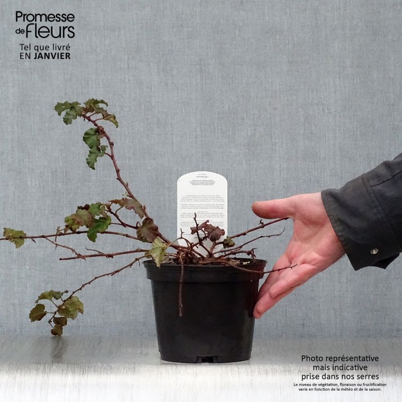 Amostra de Ronce Betty Ashburner - Rubus tricolor Vaso de 1,5 L/2 L tal como entregue no inverno