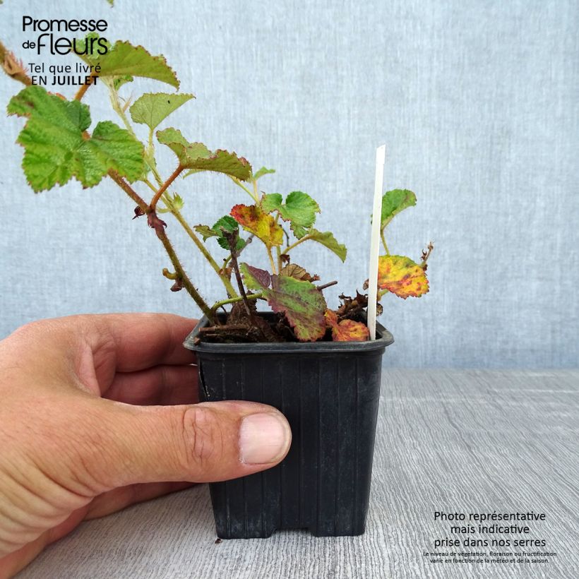 Amostra de Rubus tricolor Betty Ashburner Vaso de 8/9 cm tal como entregue no verão