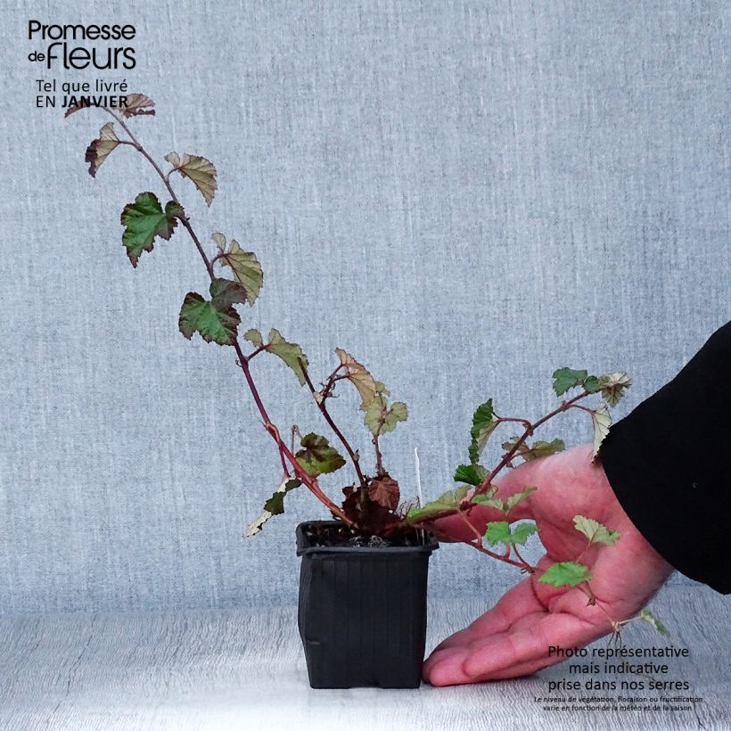 Amostra de Ronce Betty Ashburner - Rubus tricolor Vaso de 8/9 cm tal como entregue no inverno