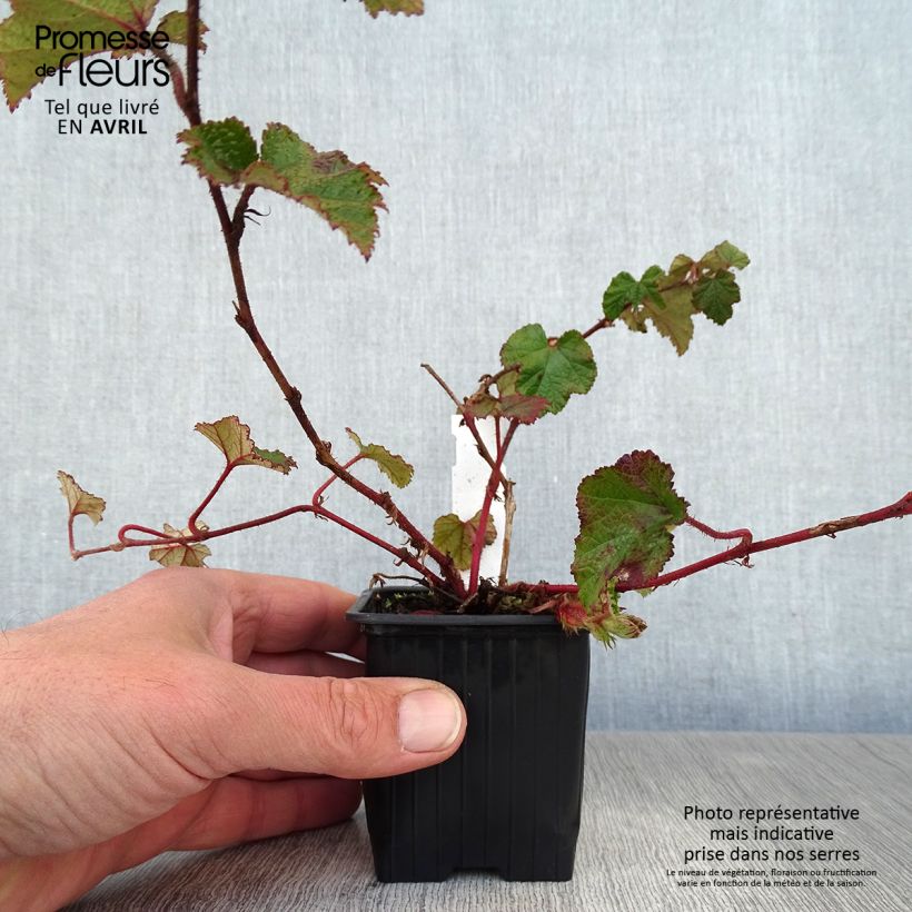 Amostra de Rubus tricolor Betty Ashburner Vaso de 8/9 cm tal como entregue na primavera