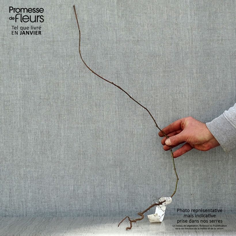 Amostra de Ronce commune - Rubus fruticosus Petites Racines nues, Touffe tal como entregue no inverno