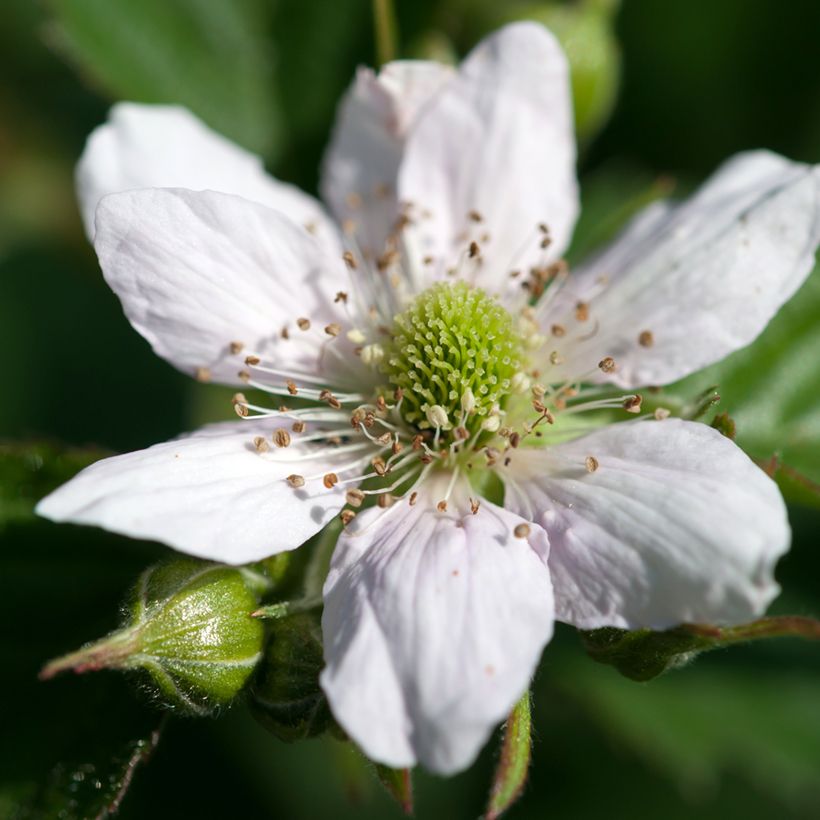 Silva - Rubus fruticosus (Floração)
