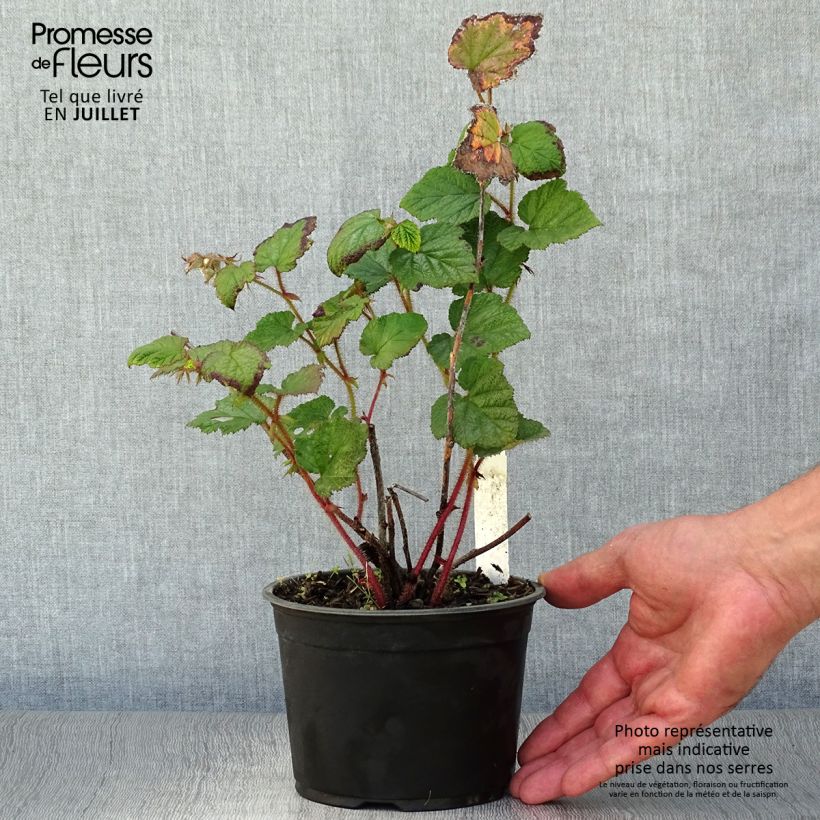 Amostra de Rubus tricolor Vaso de 1 L/1,5 L tal como entregue no verão