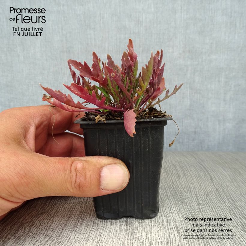 Amostra de Rúcula-selvagem Bio Vaso de 8/9 cm tal como entregue no verão