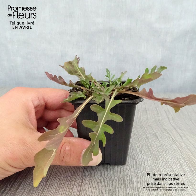 Amostra de Rúcula-selvagem Bio Vaso de 8/9 cm tal como entregue na primavera