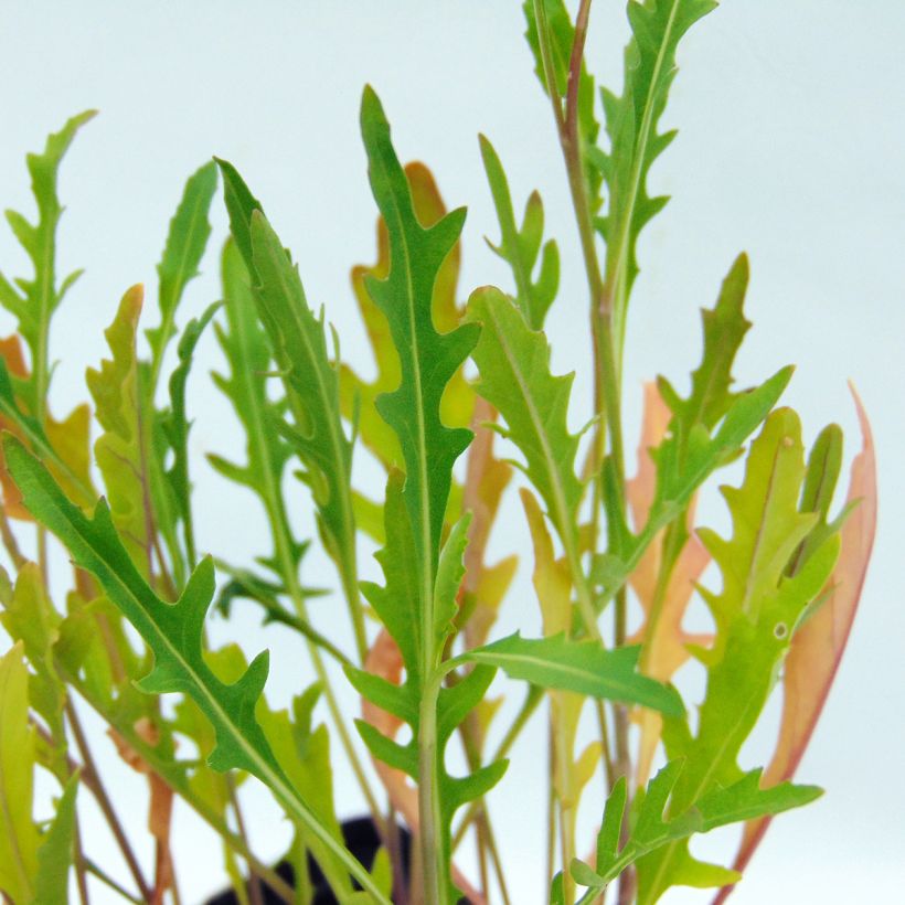 Rúcula-selvagem Bio (Folhagem)