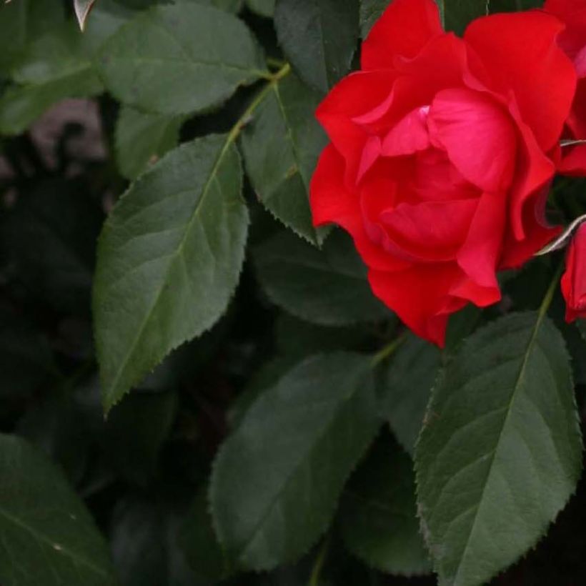 Roseira miniatura Black Forest Rose (Folhagem)