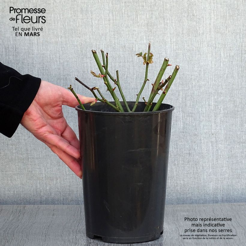 Amostra de Rosa Golden Border - Rosier à fleurs groupées Vaso de 3 L/4 L tal como entregue no inverno