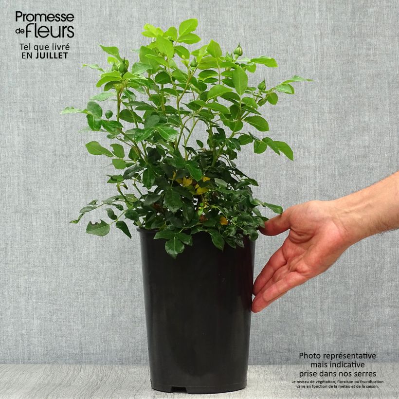 Amostra de Roseira floribunda Kosmos - Rosa Vaso de 4 L/5 L tal como entregue no verão