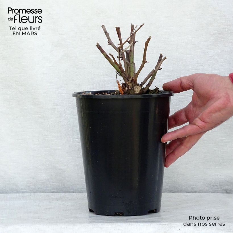 Amostra de Rosa Louis Blériot - Rosier paysager Vaso de 4 L/5 L tal como entregue no inverno