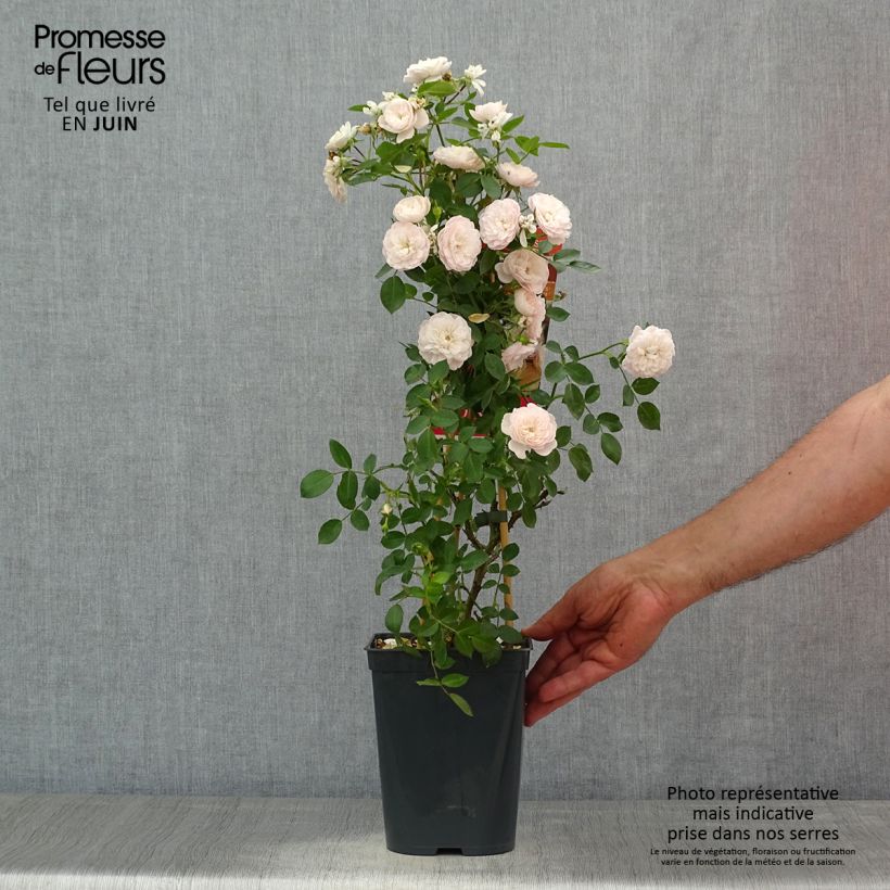 Amostra de Roseira trepadeira Starlet Rose Alina Vaso de 4 L/5 L tal como entregue no verão