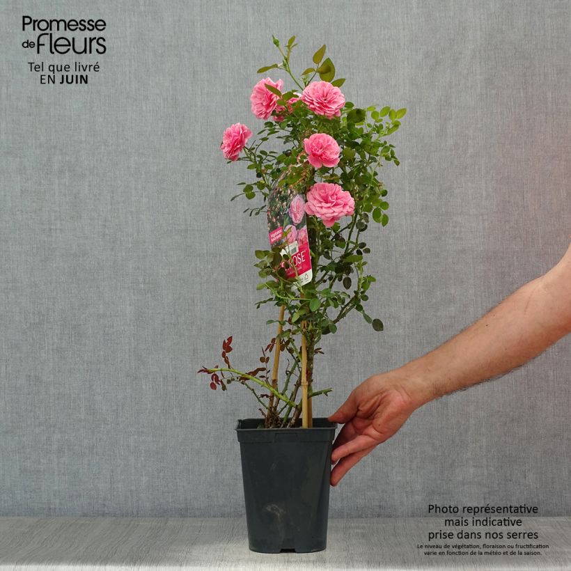 Amostra de Roseira trepadeira Starlet Rose Eva Vaso de 4 L/5 L tal como entregue no verão