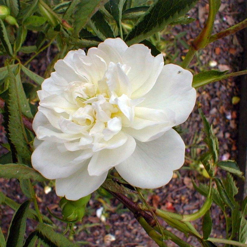 Rosa cannabifolia (Floração)