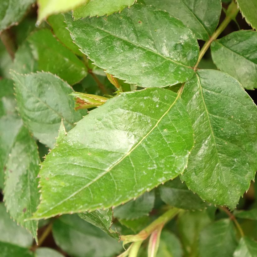 Roseira arbustiva Havanna (Folhagem)