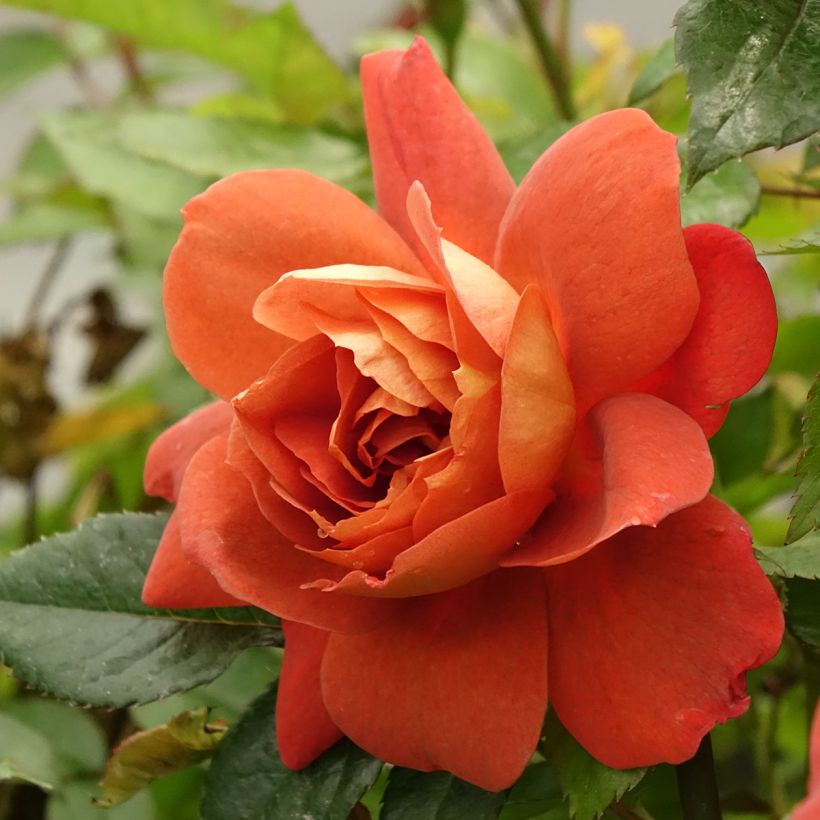 Roseira arbustiva Havanna (Floração)