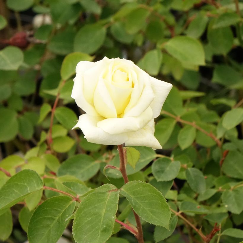 Roseira floribunda Love letter (Floração)