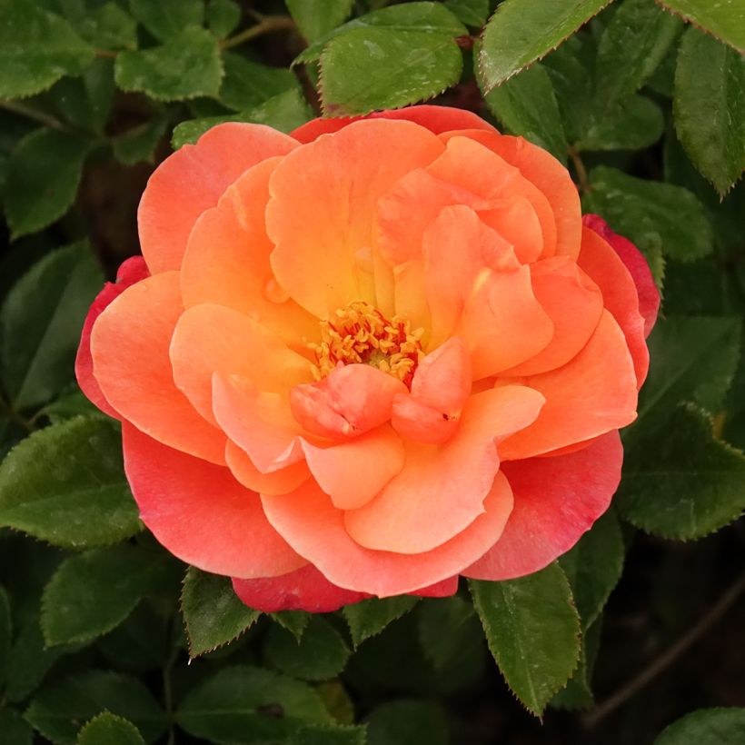 Roseira floribunda Sugar Candy Rose (Floração)