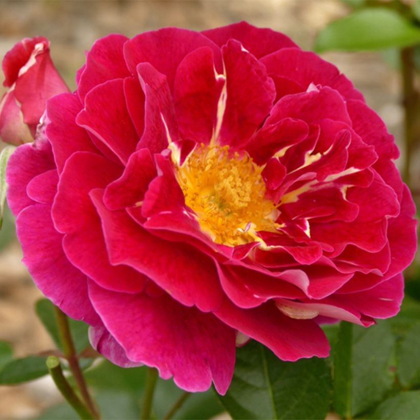 Roseira floribunda Abbatiale de Pontigny (Floração)