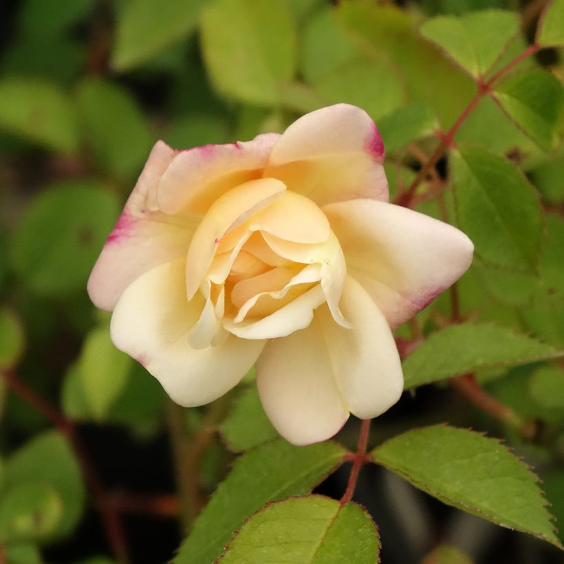 Roseira arbustiva Apricot Bells (Floração)