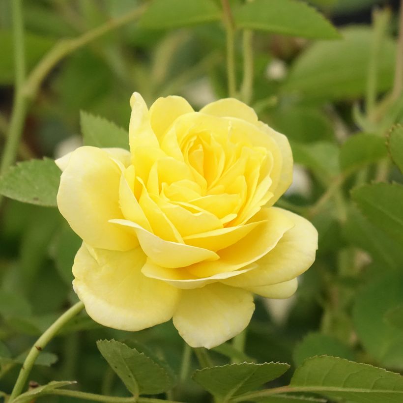 Roseira floribunda Golden Border (Floração)