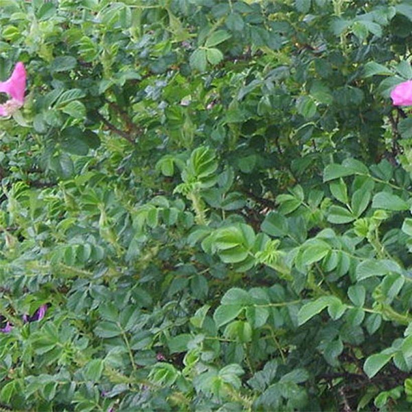 Roseira rugosa rugosa Rubra (Folhagem)