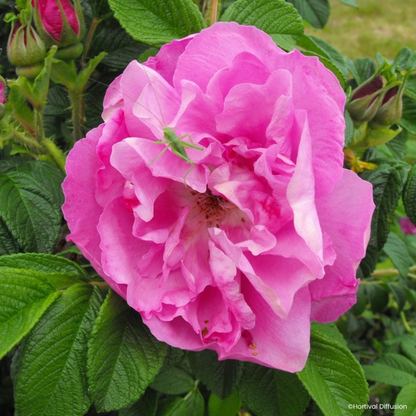 Rosa rugosa Angelia Pink (Floração)