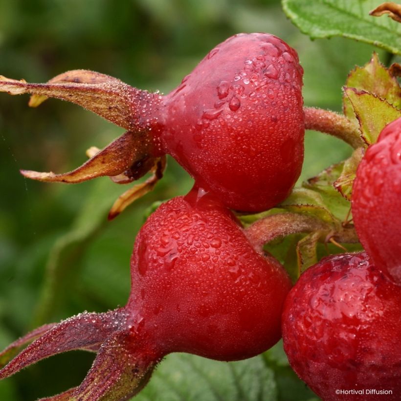 Rosa rugosa Angelia Pink (Colheita)