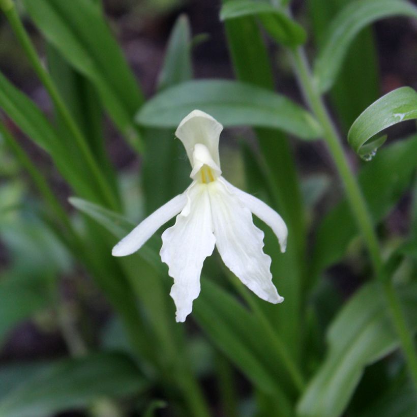Roscoea beesiana Alba (Floração)