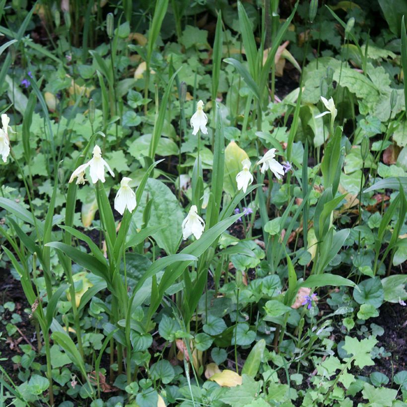 Roscoea cautleyoides (Hábito)