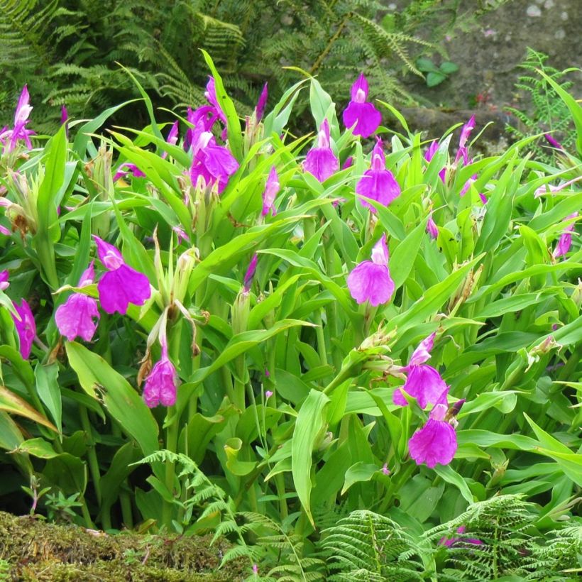 Roscoea purpurea (Hábito)