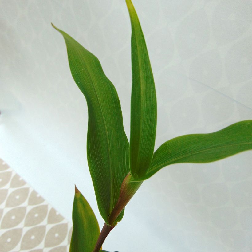 Roscoea purpurea Dalaï Lama (Folhagem)