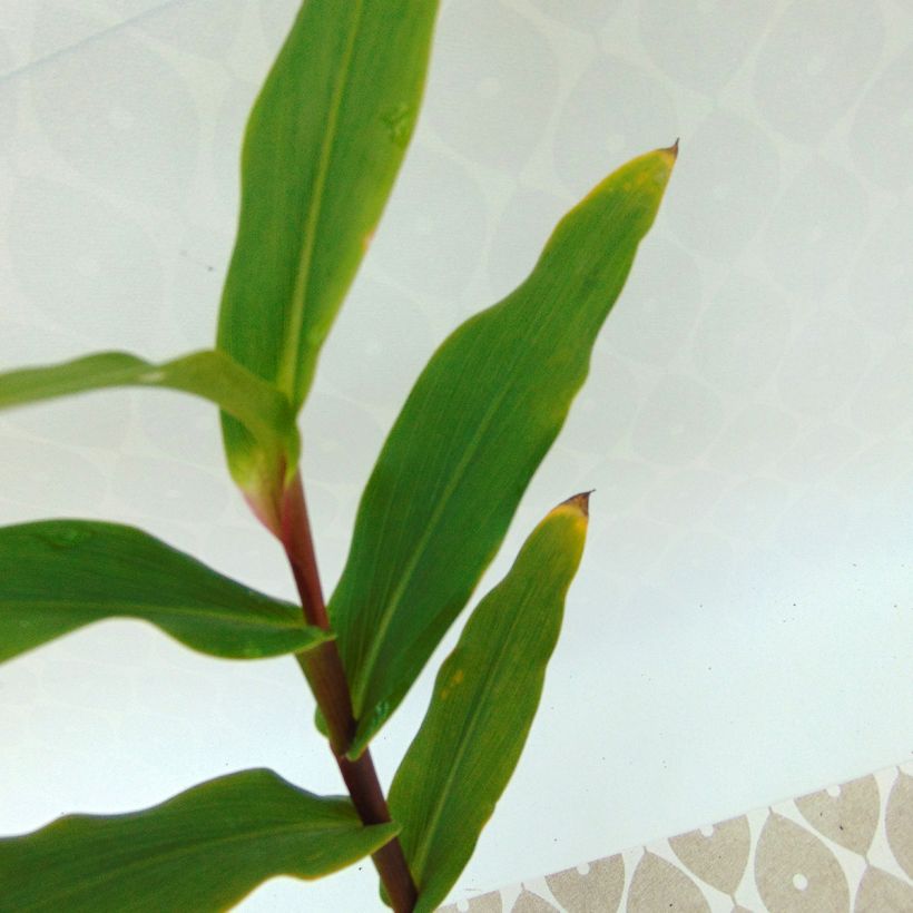 Roscoea purpurea Spice Island (Folhagem)