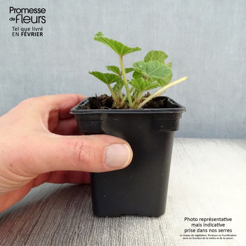 Amostra de Rose Trémière - Alcea rosea Chater's Double rouge Vaso de 7/8 cm tal como entregue no inverno