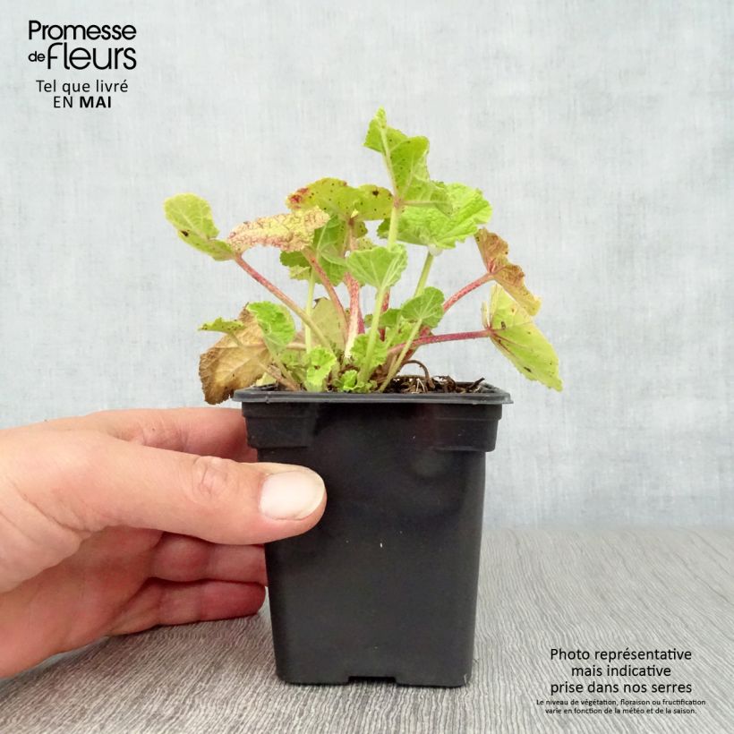 Amostra de Malvarisco Chater's Double Vermelho Vaso de 7/8 cm tal como entregue na primavera